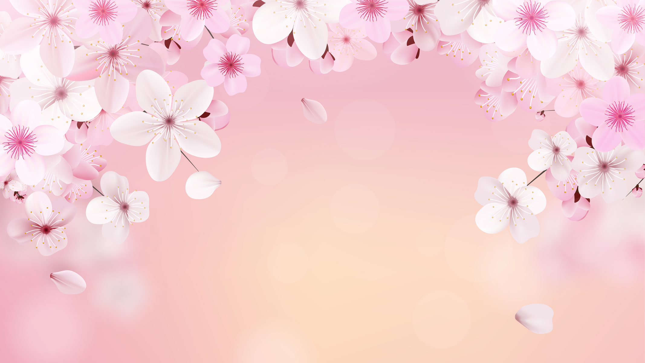 Sakura Cherry Background